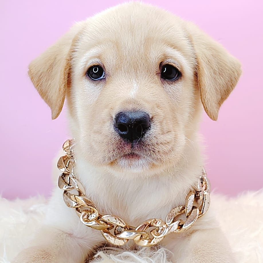  Labrador Retriever 拉布拉多