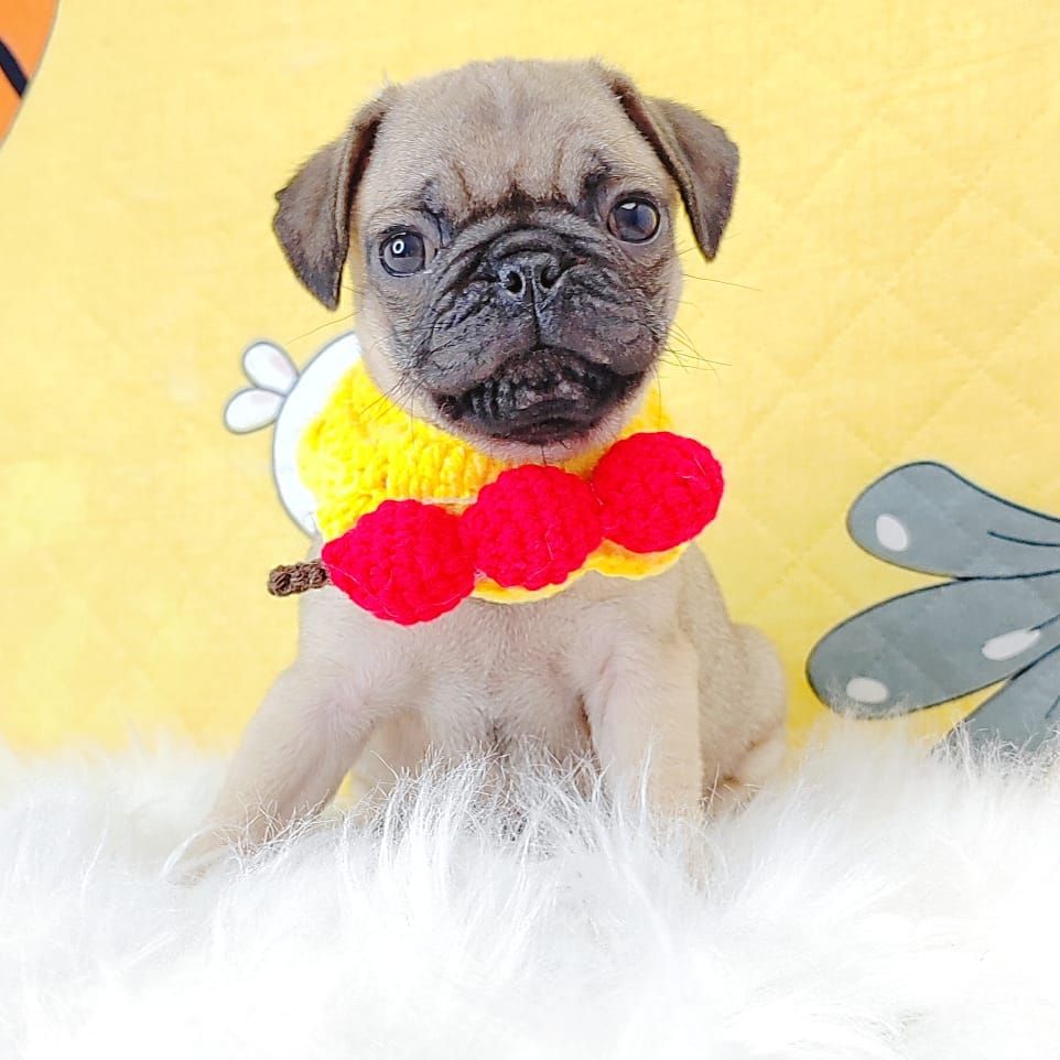 Pug 巴哥