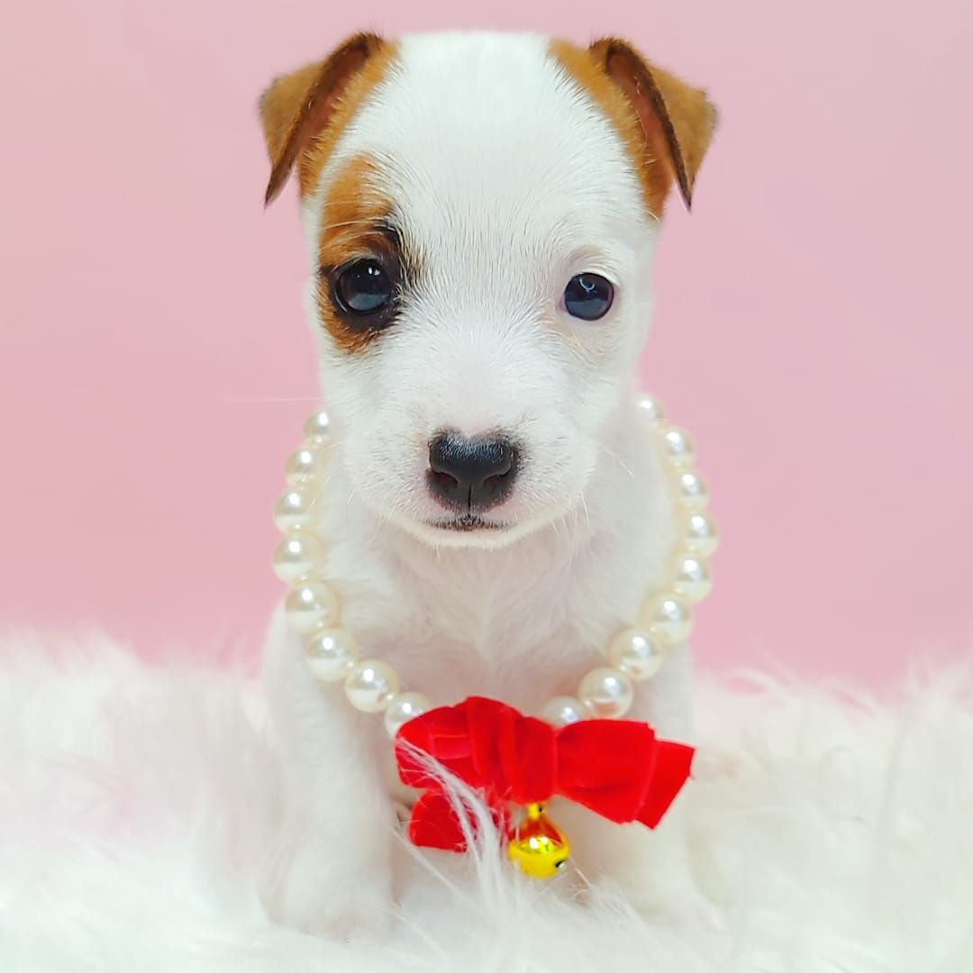 Jack Russell Terrier 杰克罗素梗