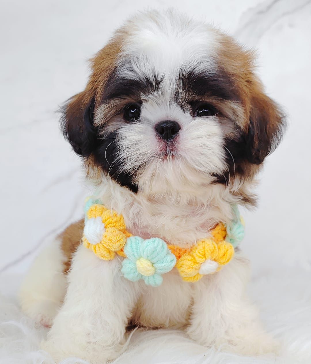 Shih Tzu 西斯
