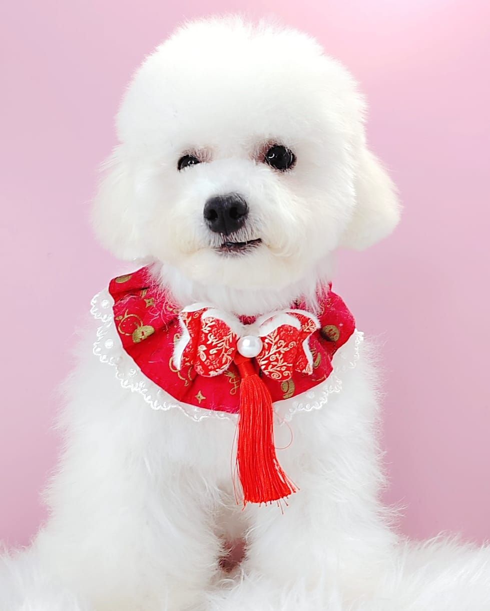 Poodle 娉拌开璐靛