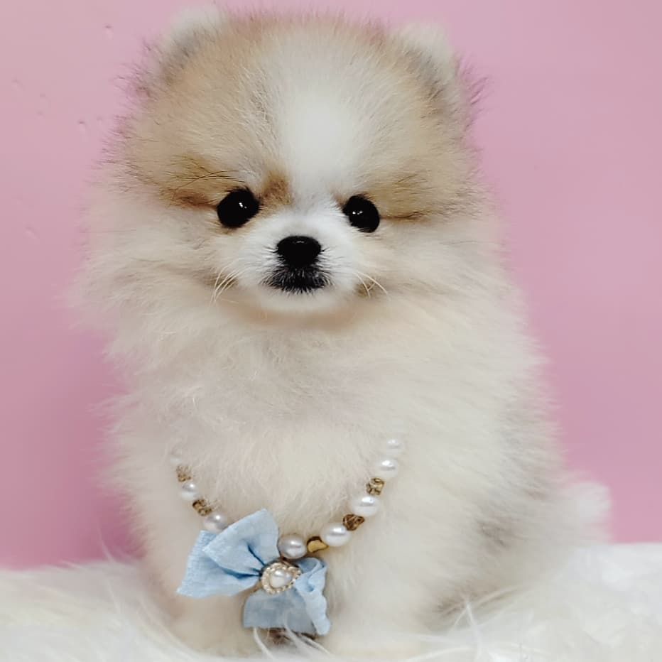 Pomeranian 博美