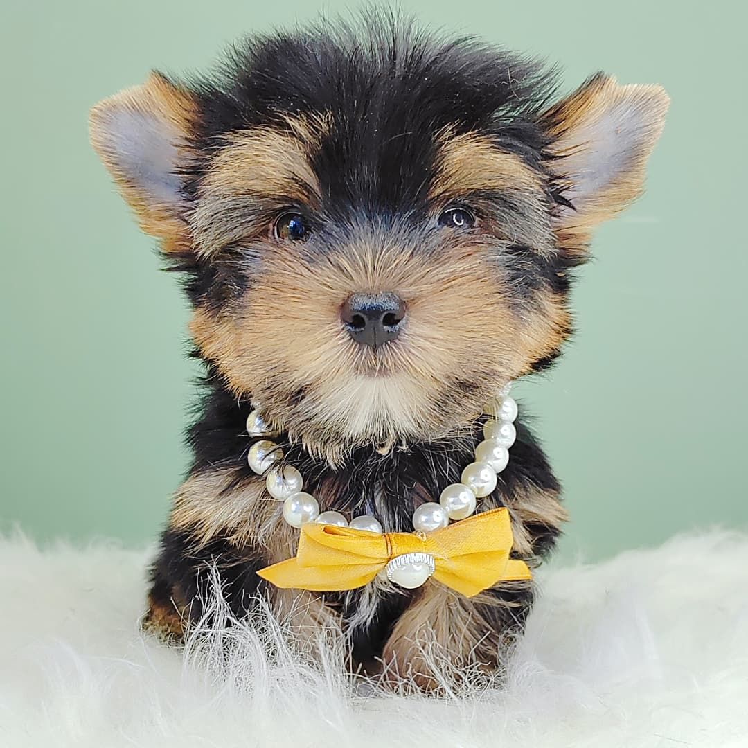Yorkshire Terrier 约克夏
