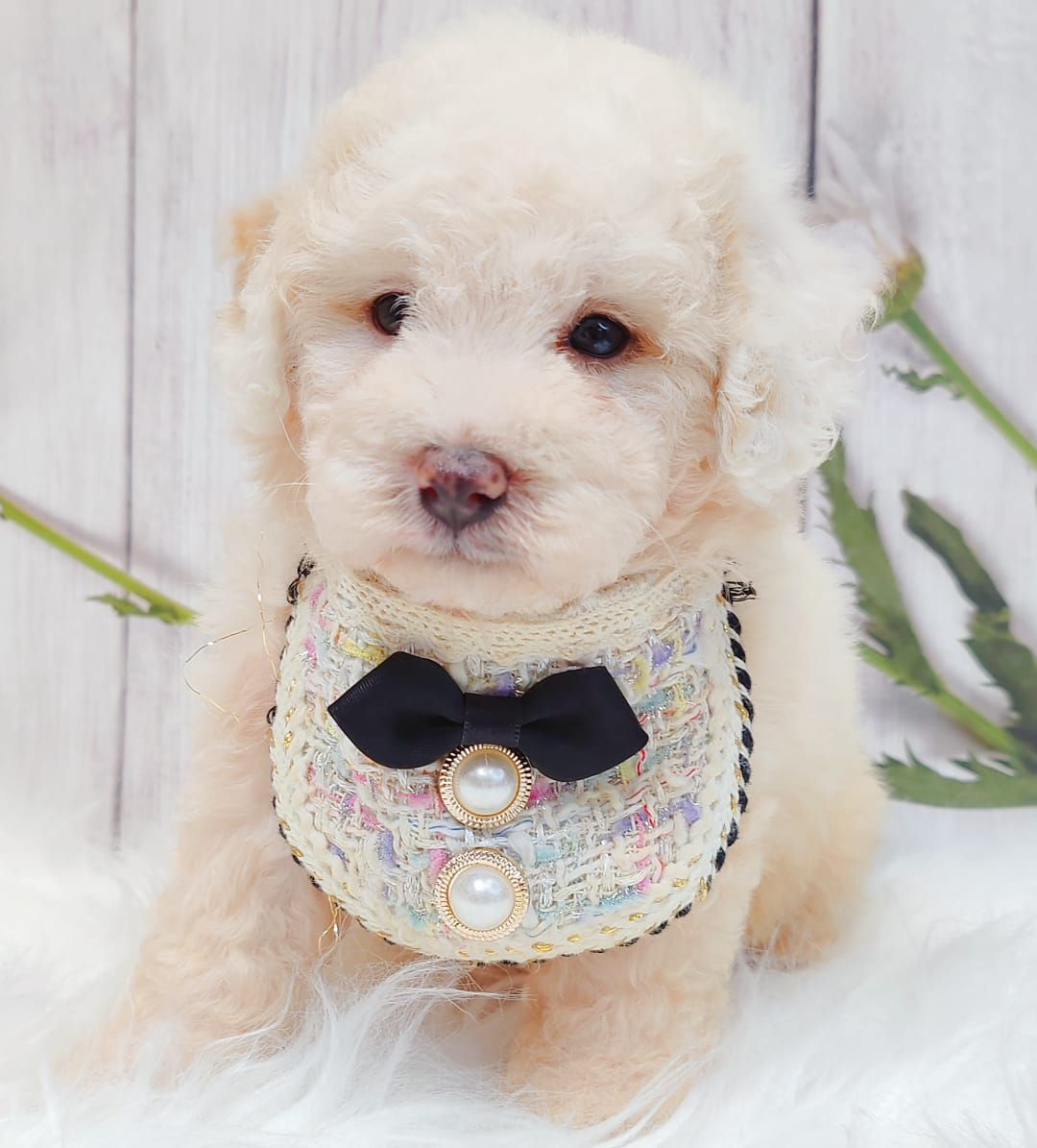 Poodle 娉拌开璐靛