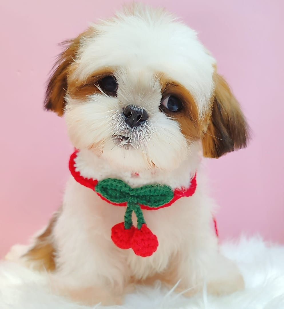 Shih Tzu 西施