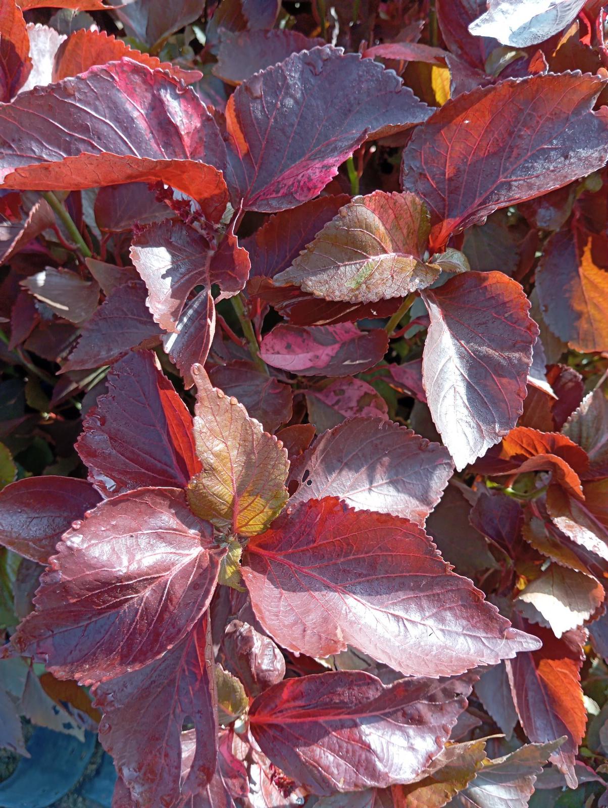 Acalypha Wilkesiana 'Mosaica'