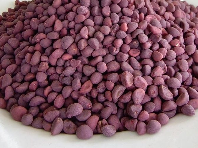 Seeds