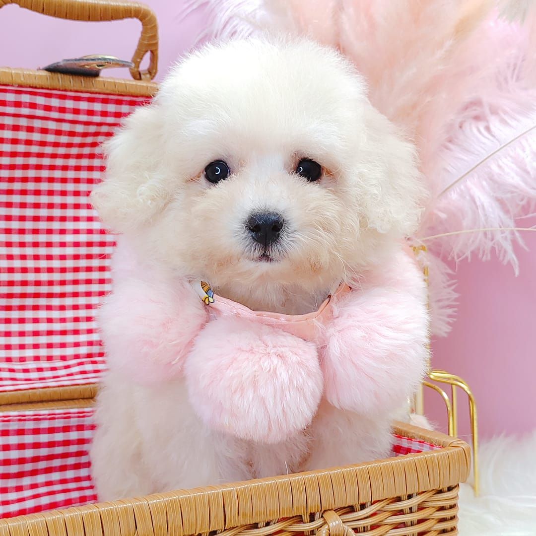 Maltipoo 马尔泰迪