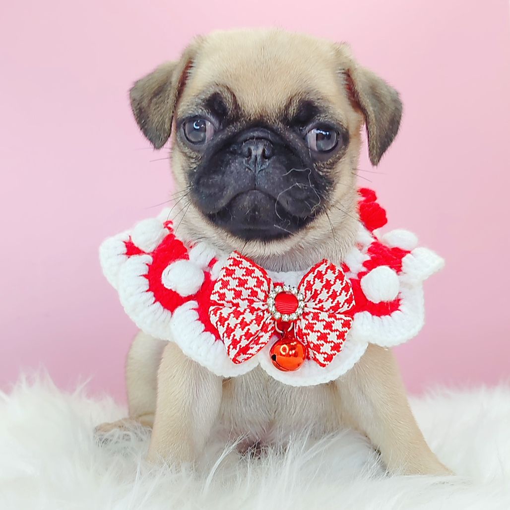 Pug 巴哥