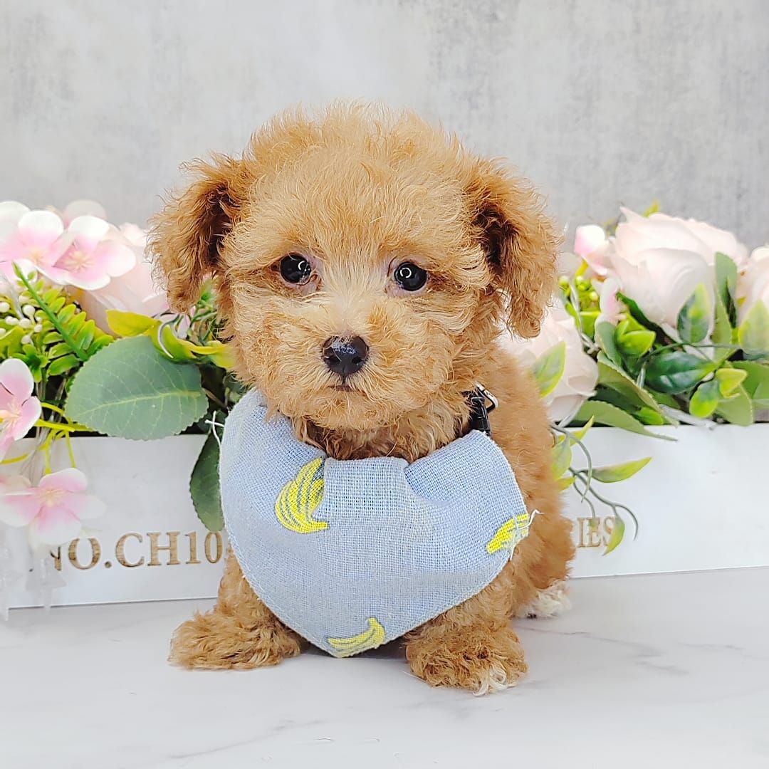 Poodle 娉拌开璐靛