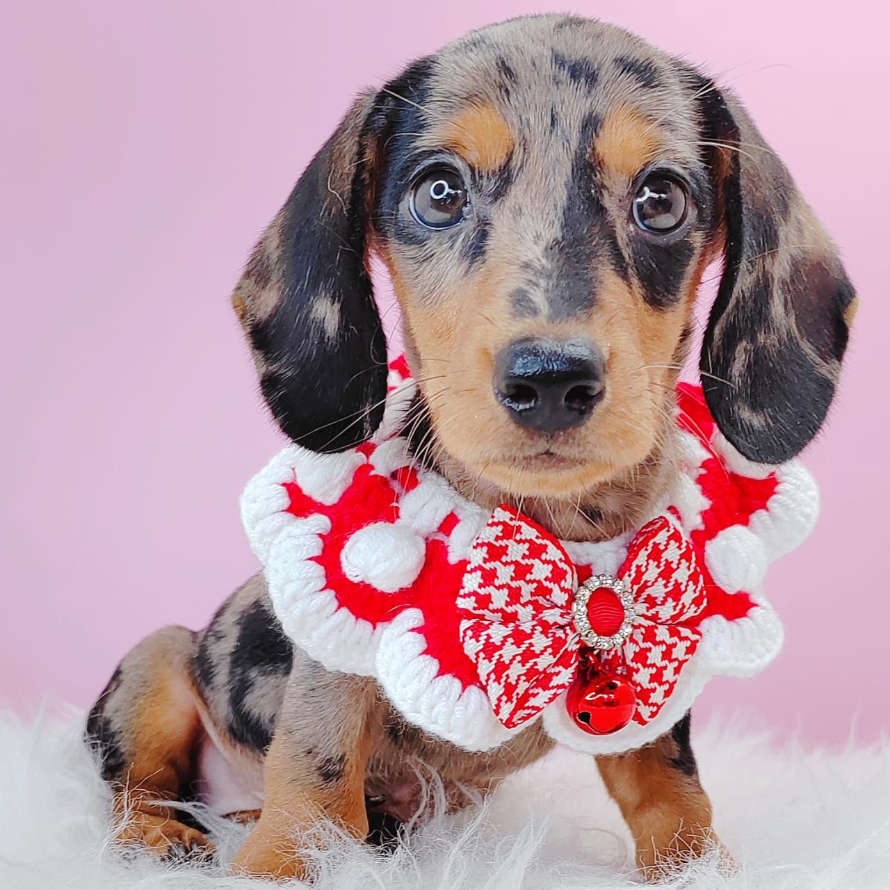 Dachshund 腊肠狗