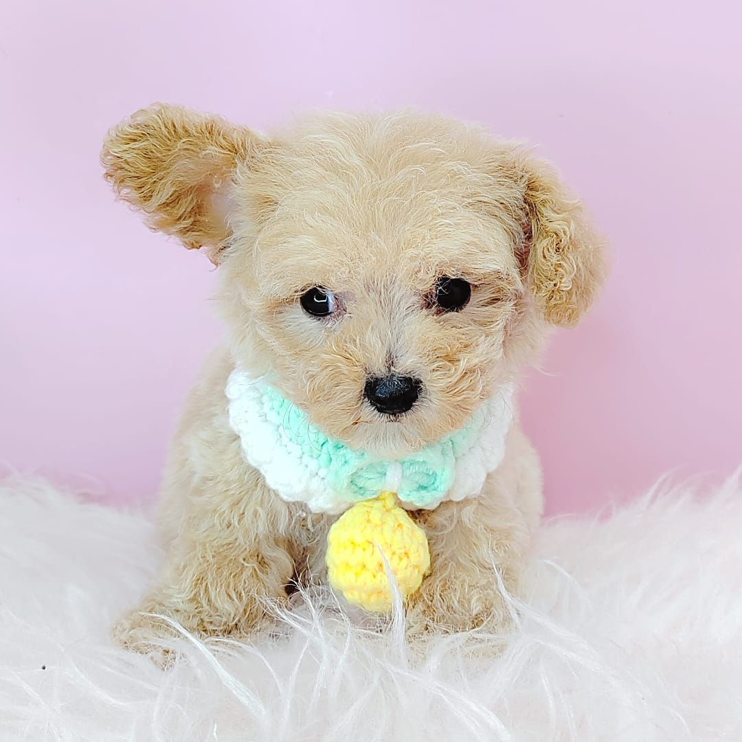 Poodle 娉拌开璐靛