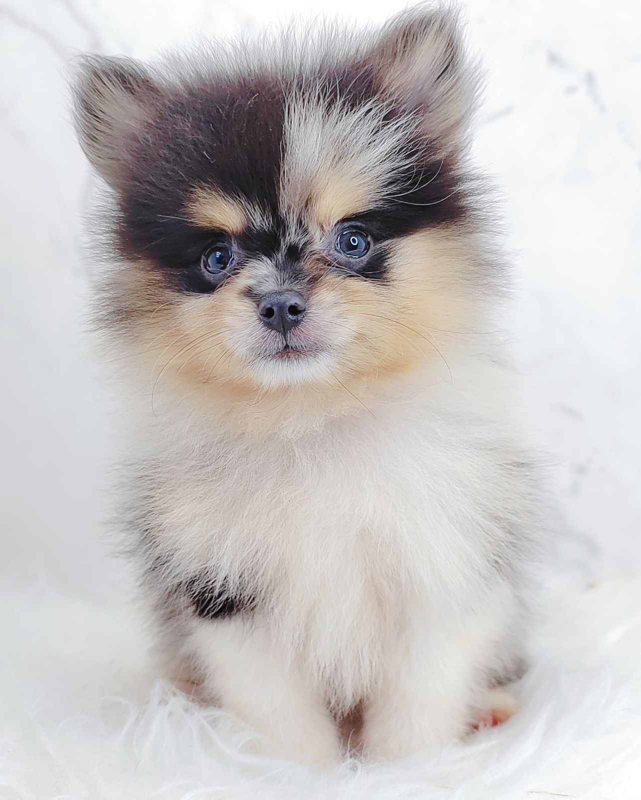 Pomeranian 博美