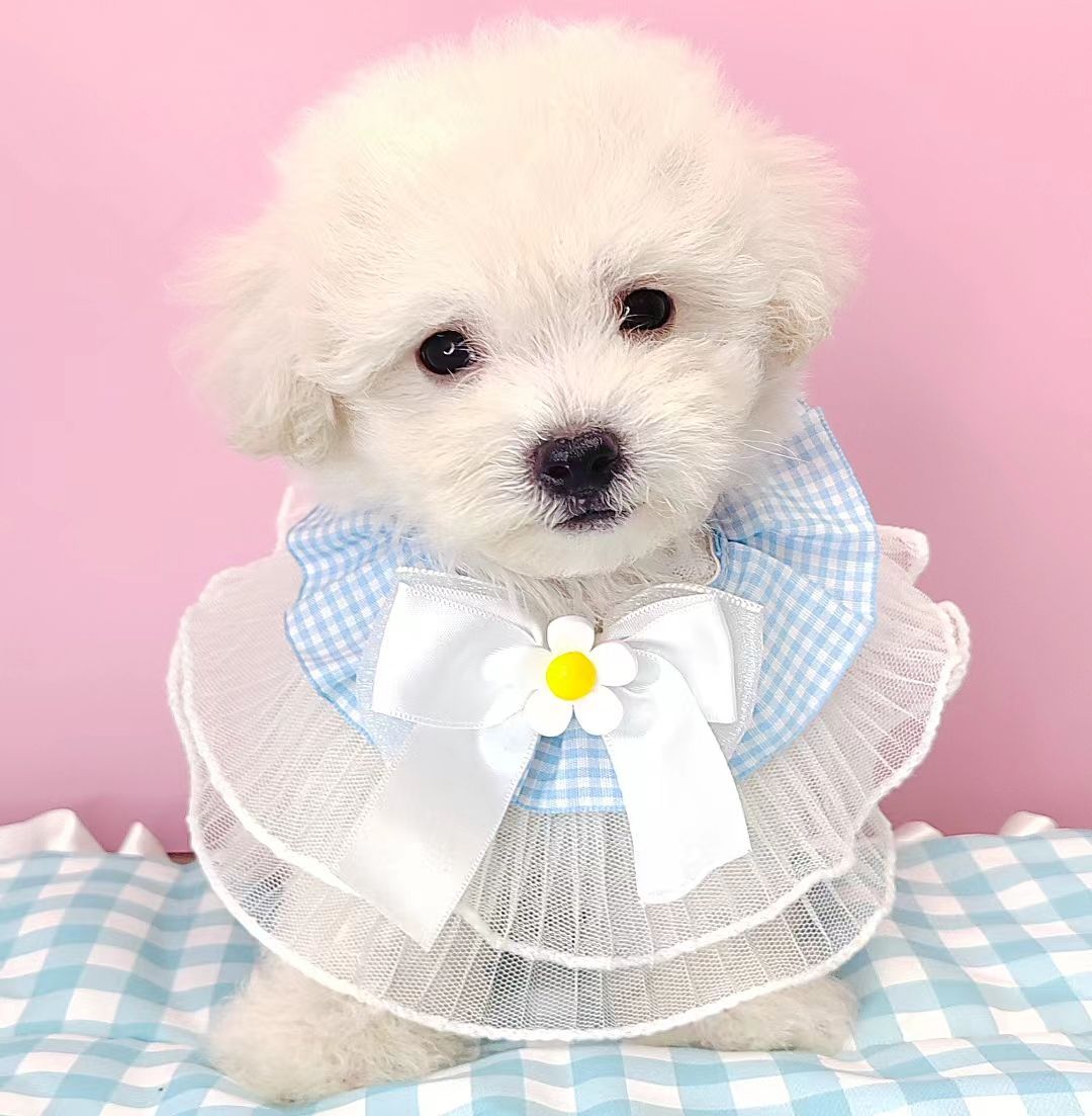 Poodle 娉拌开璐靛