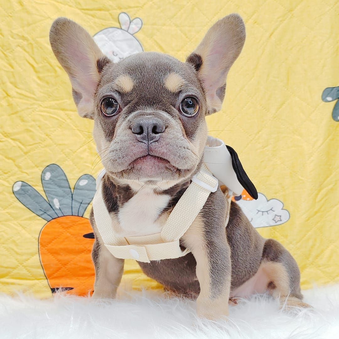 French Bulldog 法斗