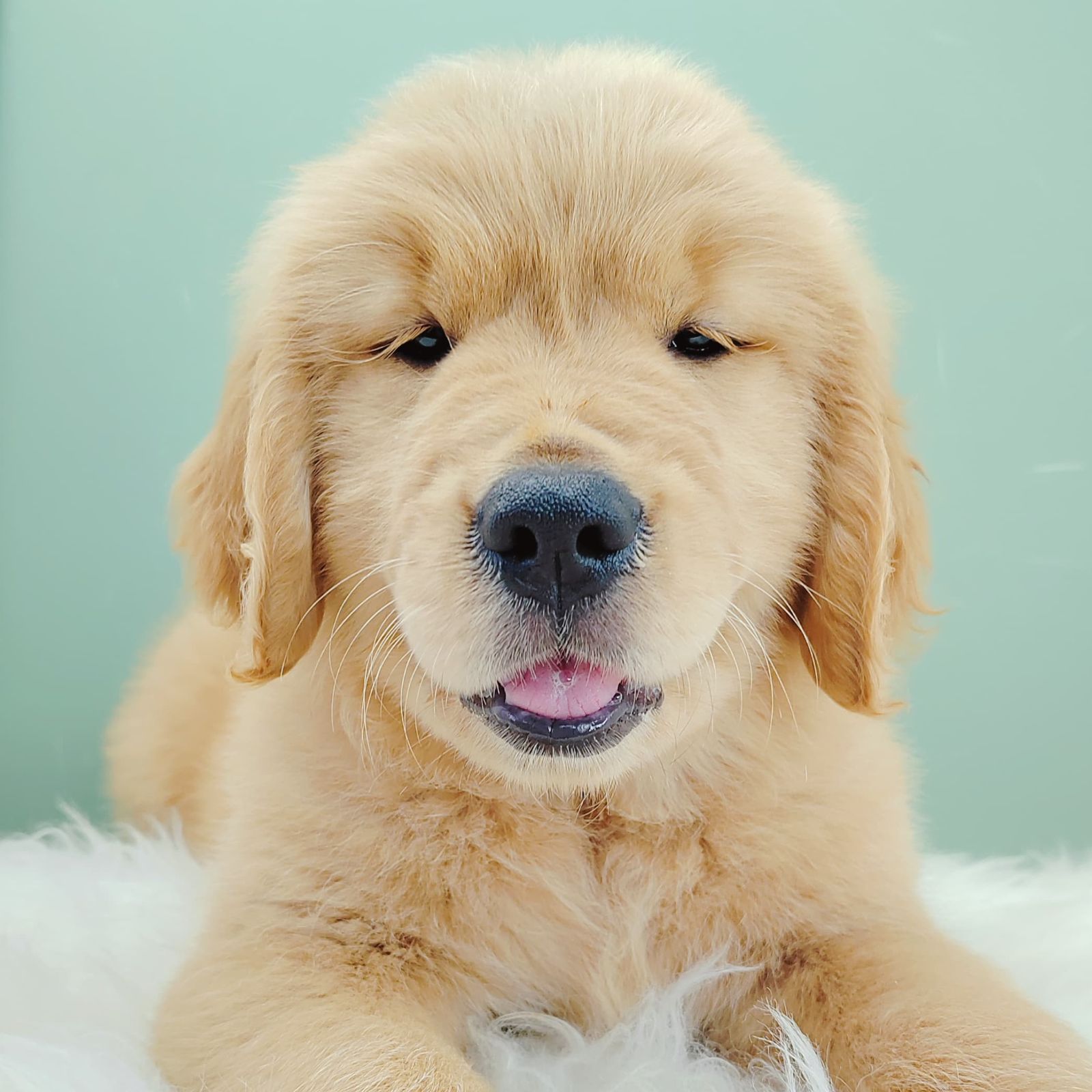 Golden Retriever 黄金猎犬