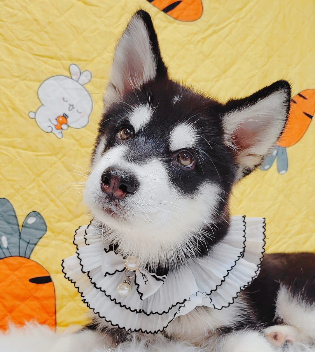 Alaskan Husky 阿拉斯加哈士奇