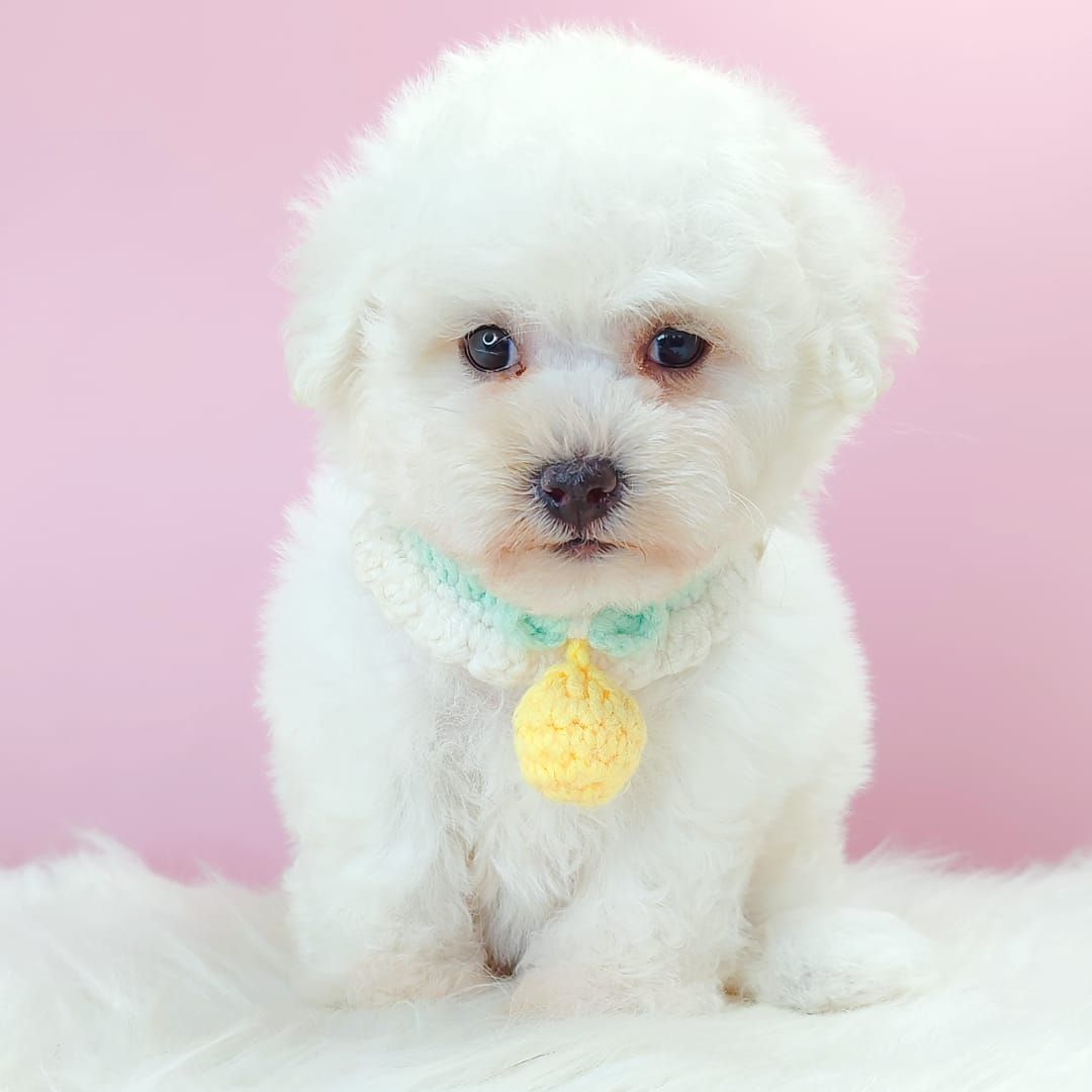 Bichon Frise 比熊