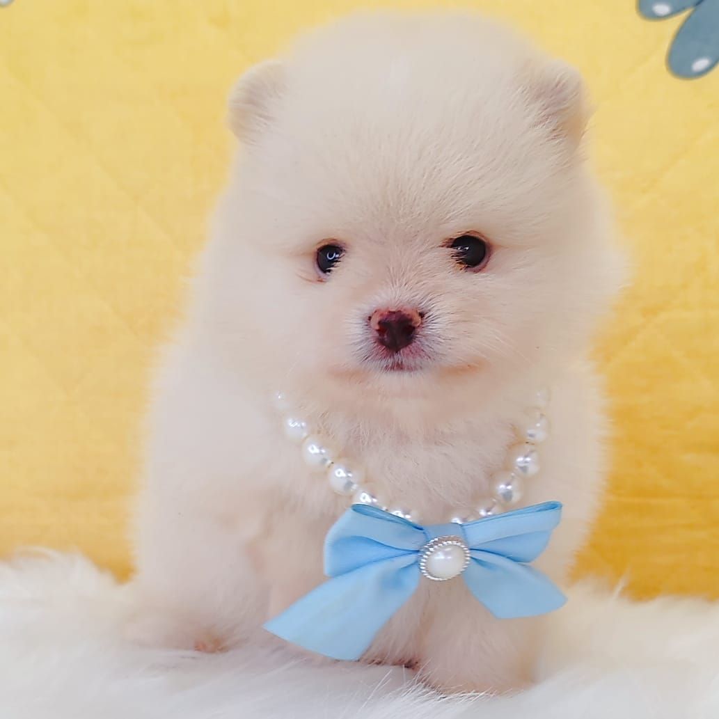 Pomeranian 博美