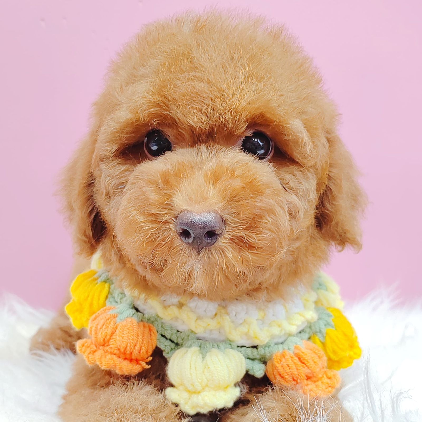 Poodle 璐靛娉拌开