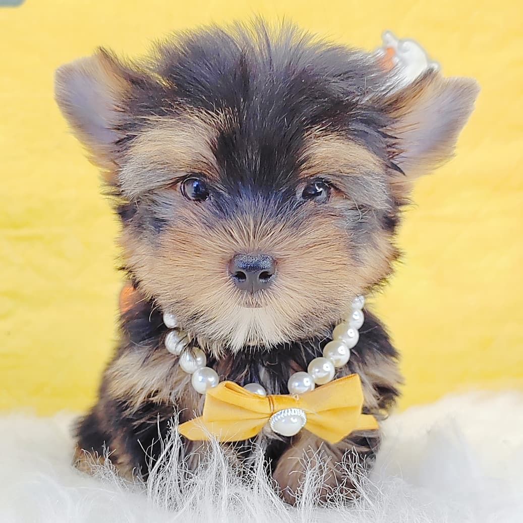 Yorkshire Terrier 约克夏