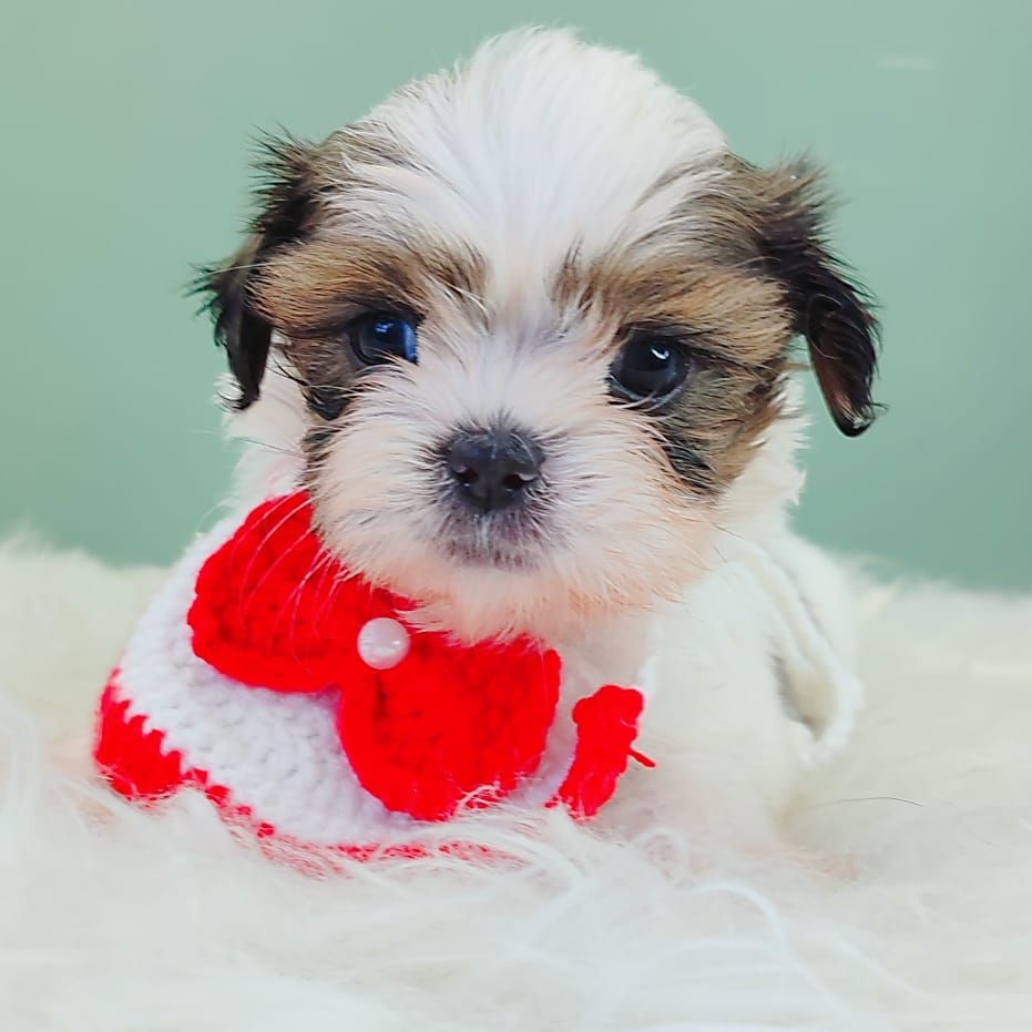 Shih Tzu 西施
