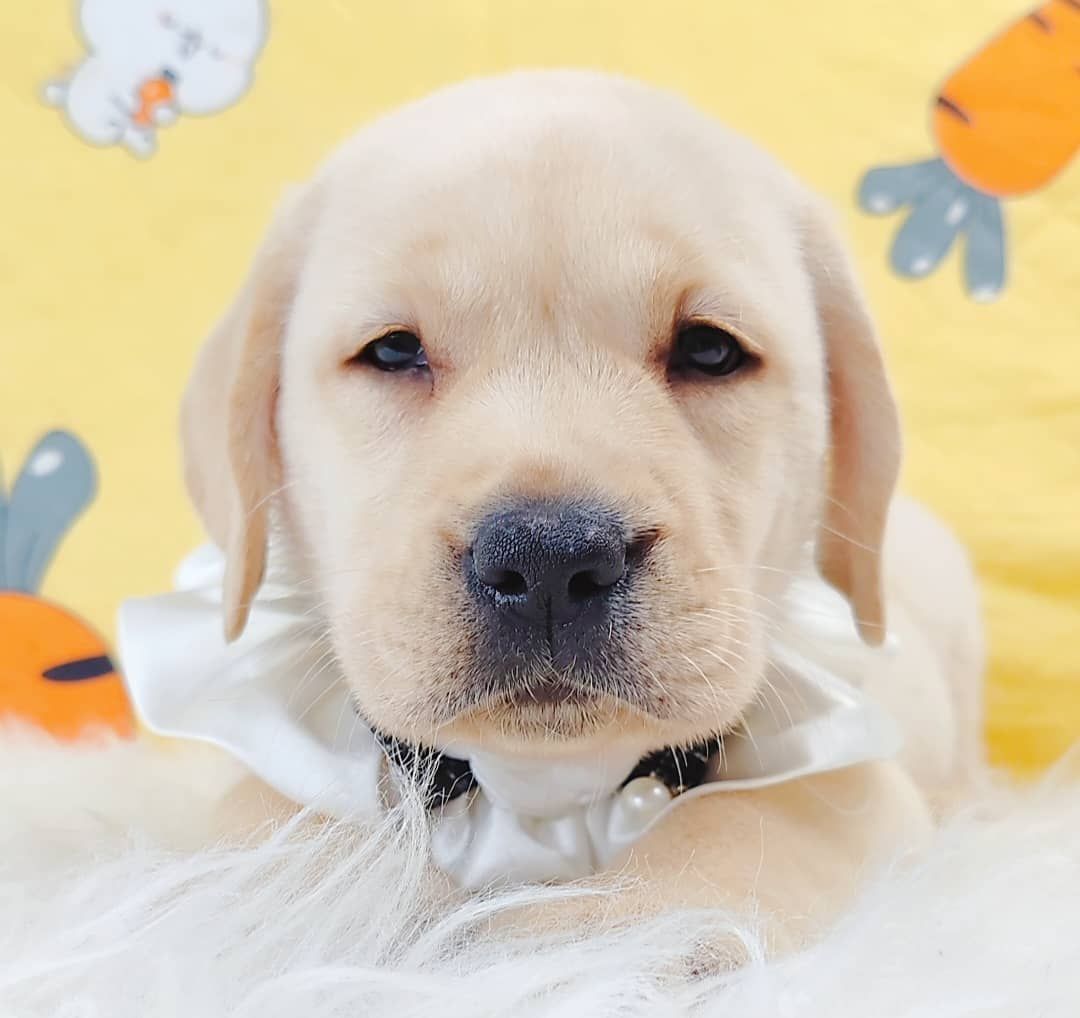 Labrador Retriever 拉布拉多