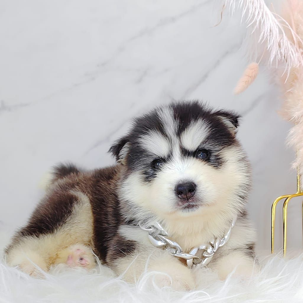 Wooly Husky 哈士奇