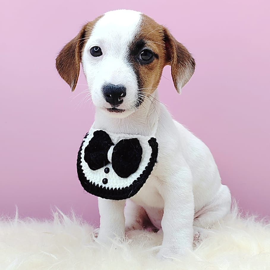 Jack Russell Terrier 杰克罗素梗