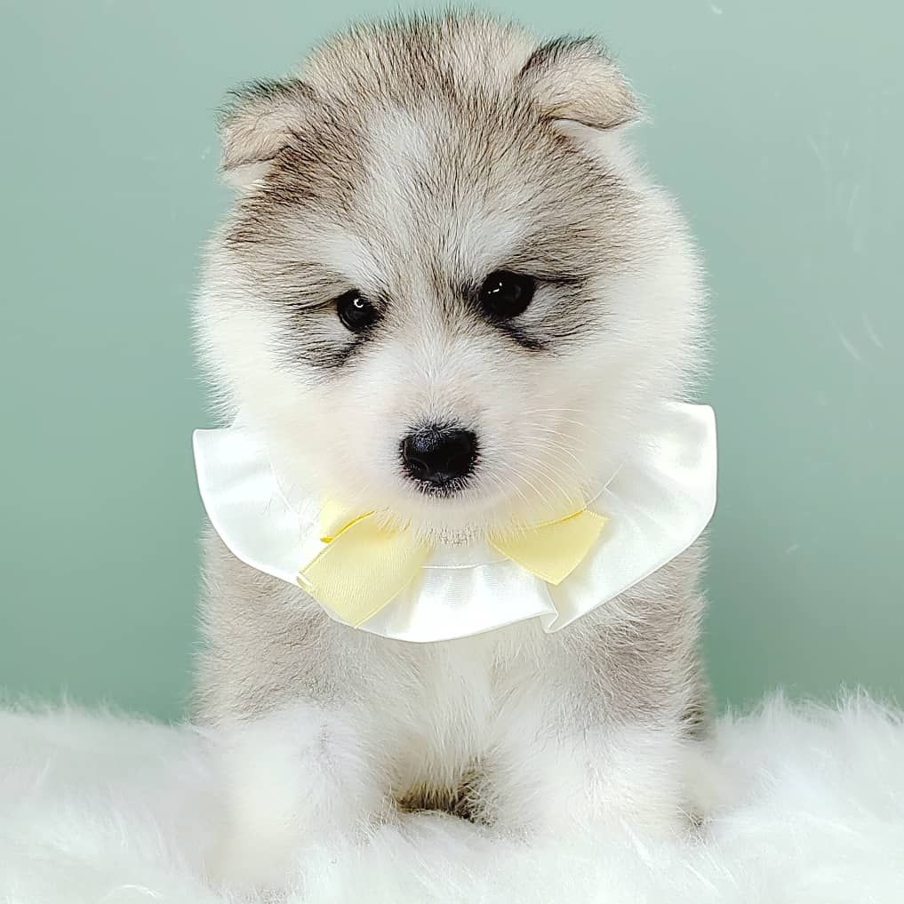 Wooly Husky 哈士奇