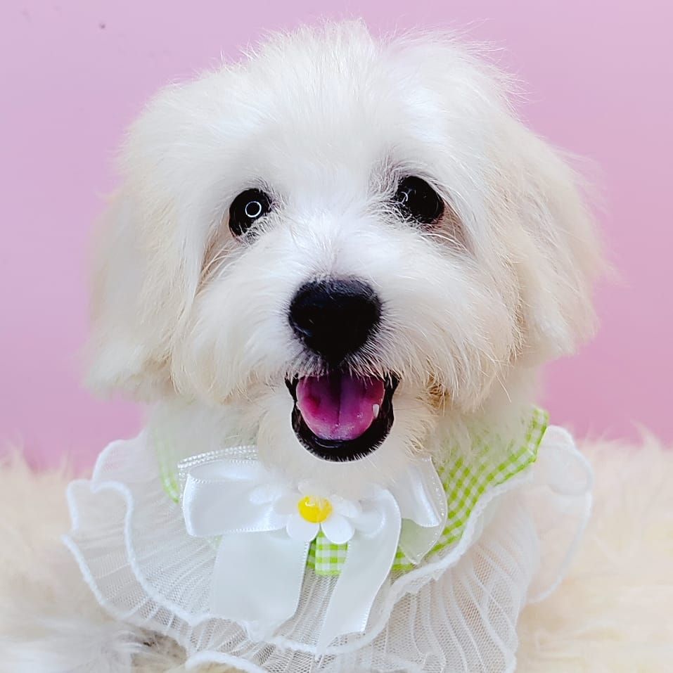 Maltipoo 马尔泰迪