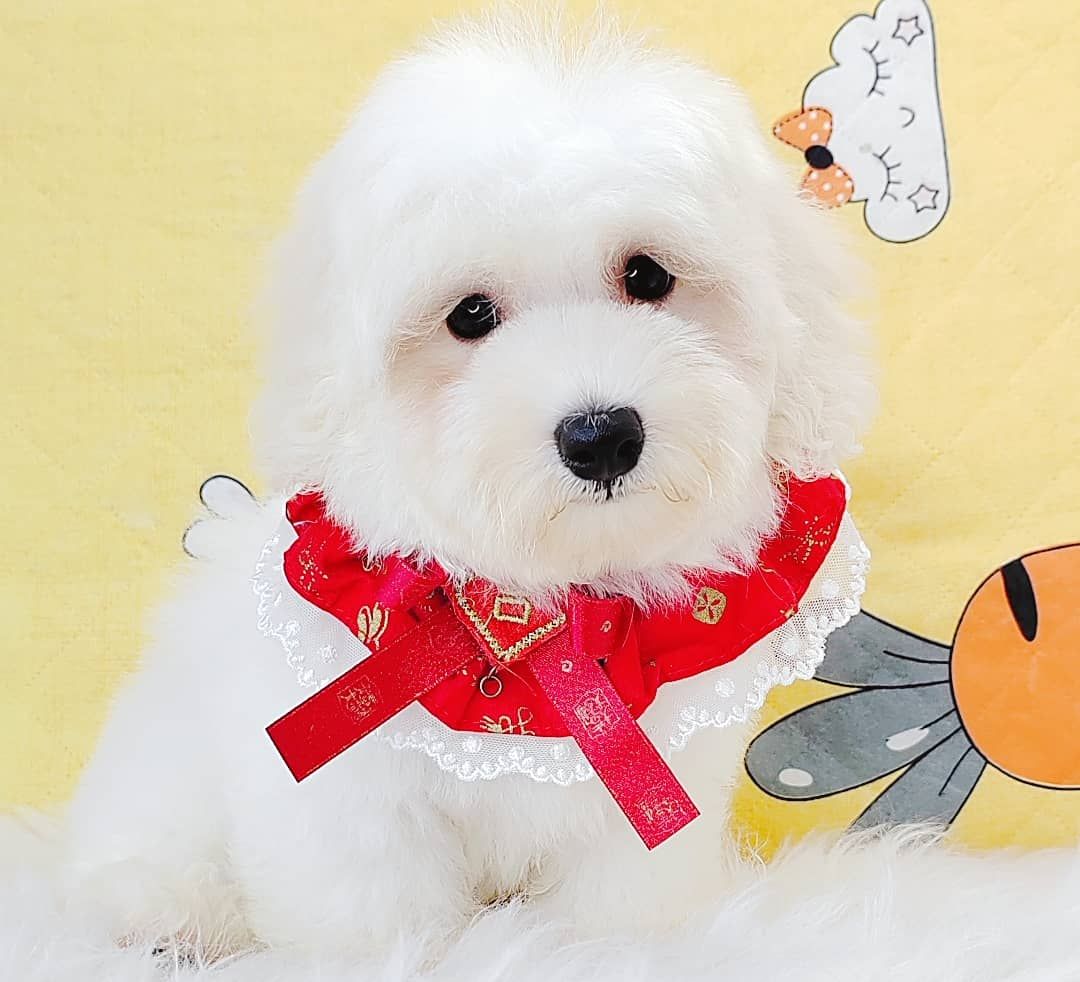 Maltipoo 马尔泰迪