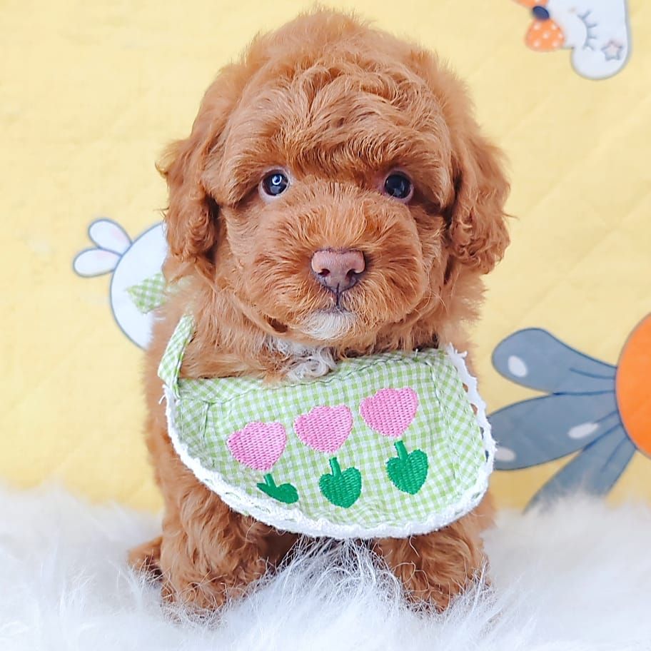Poodle 娉拌开璐靛