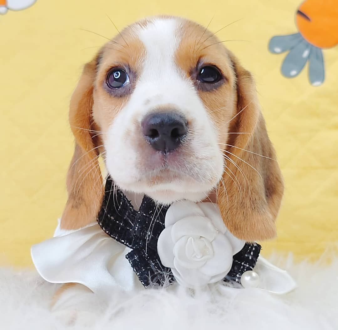 Beagle 米格鲁