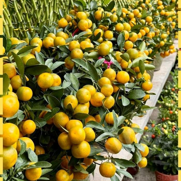 Kumquat Trees