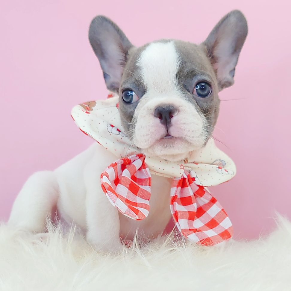 French Bulldog 法斗