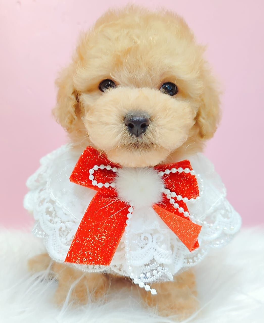 Poodle 娉拌开璐靛