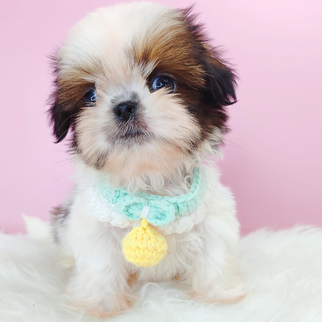 Shih Tzu 西施