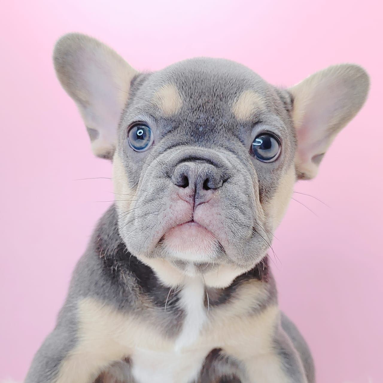 French Bulldog 法斗