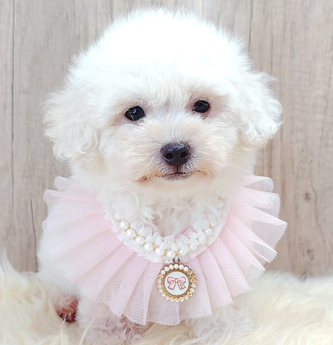Poodle 娉拌开璐靛
