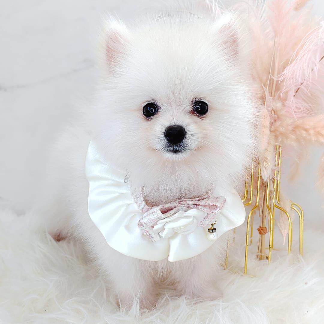 Pomeranian 博美