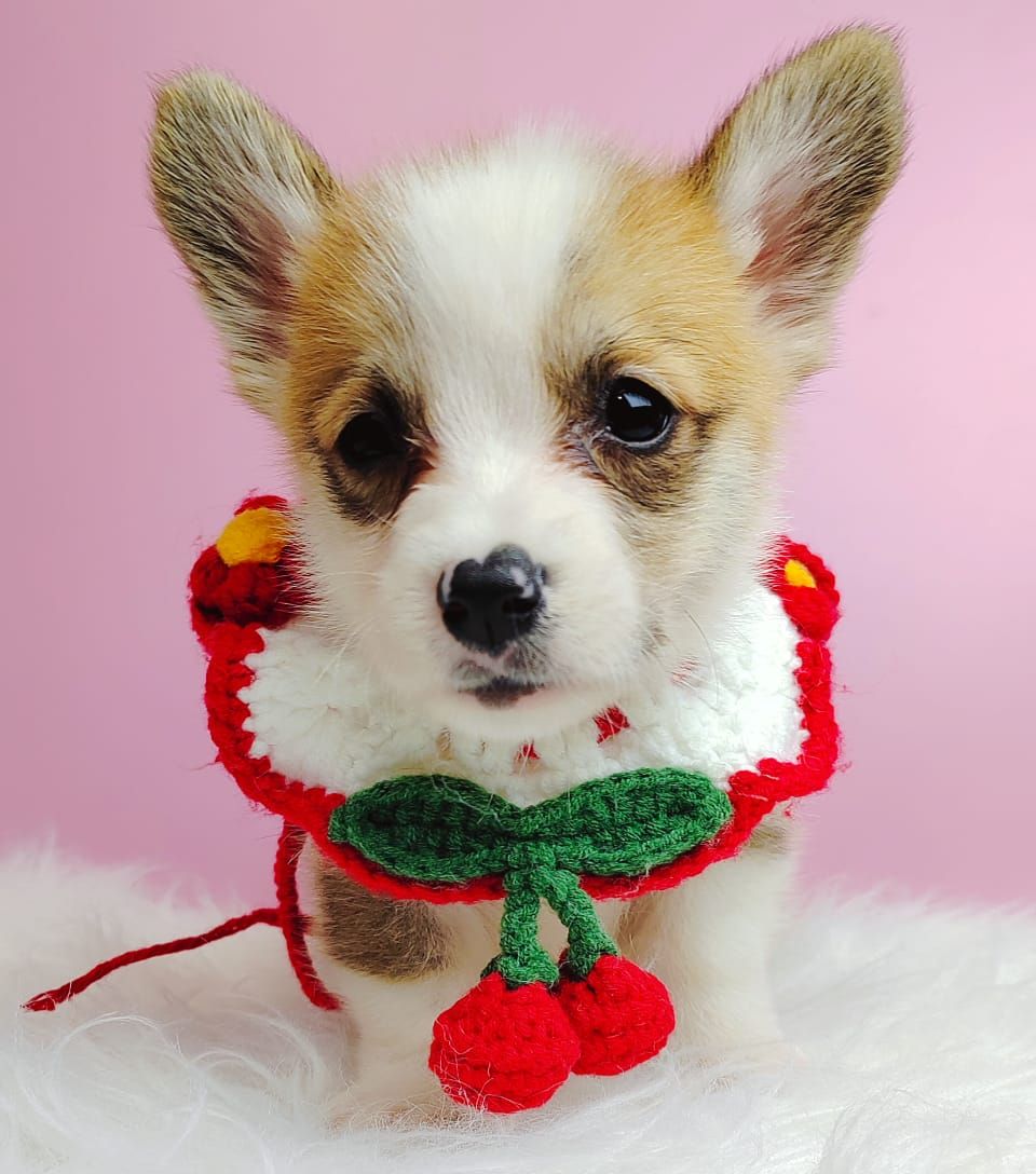 Corgi 柯基