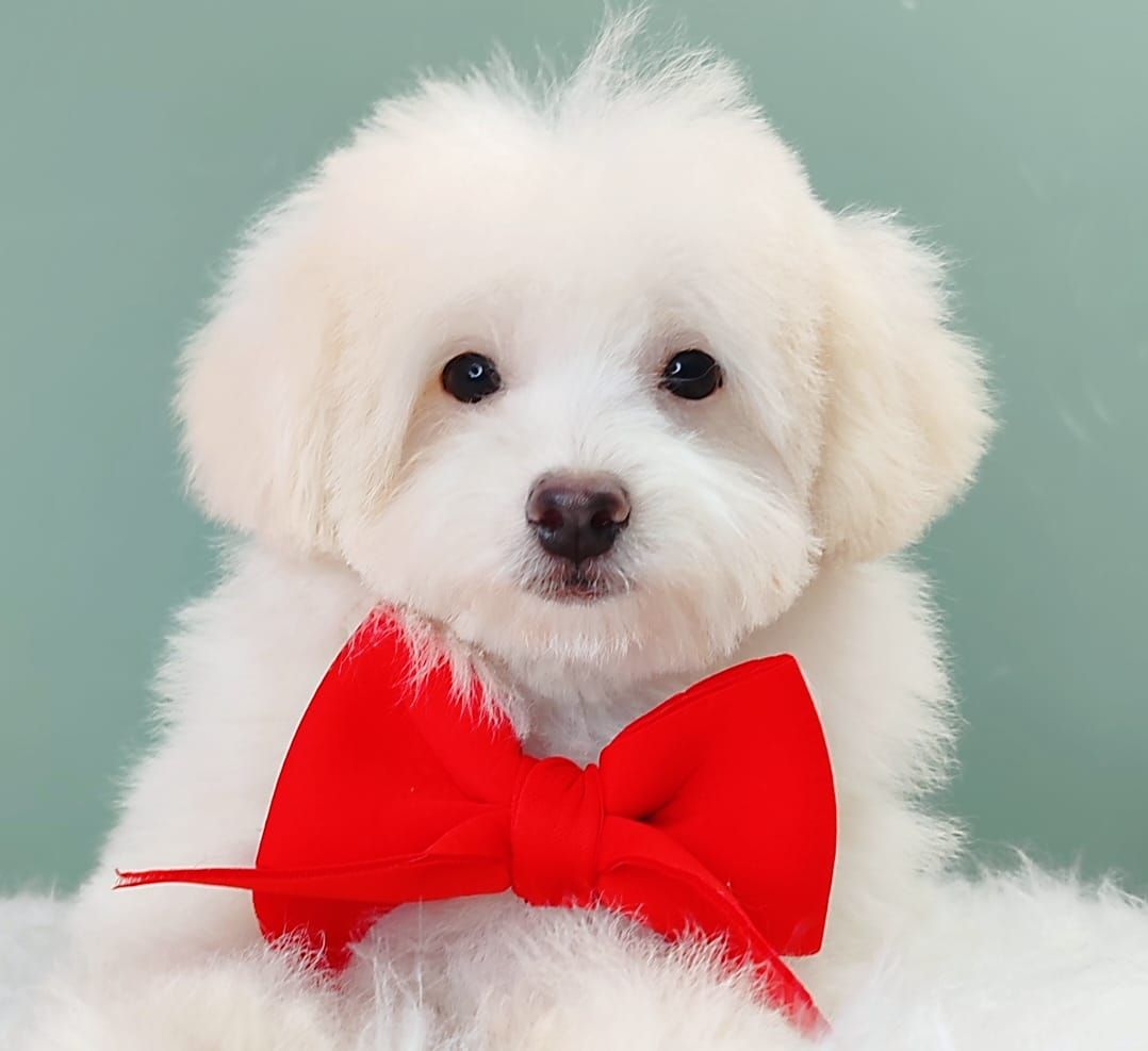 Maltipoo 马尔泰迪