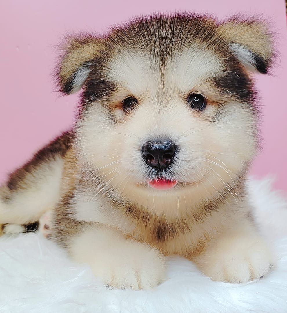 Alaskan Malamute 长毛哈士奇加阿拉斯加