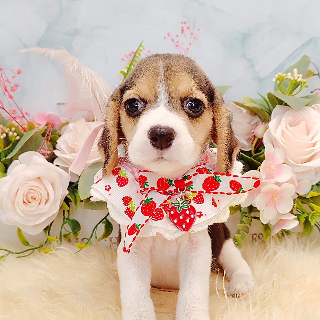  Beagle 米格鲁