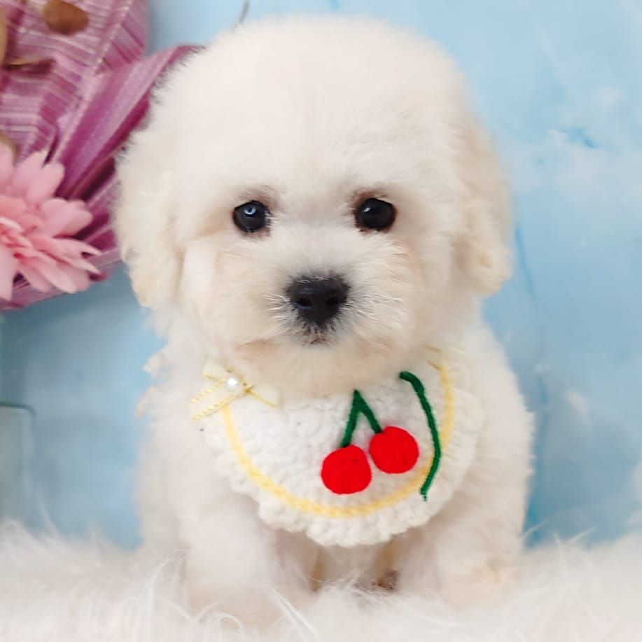 Poodle 娉拌开璐靛