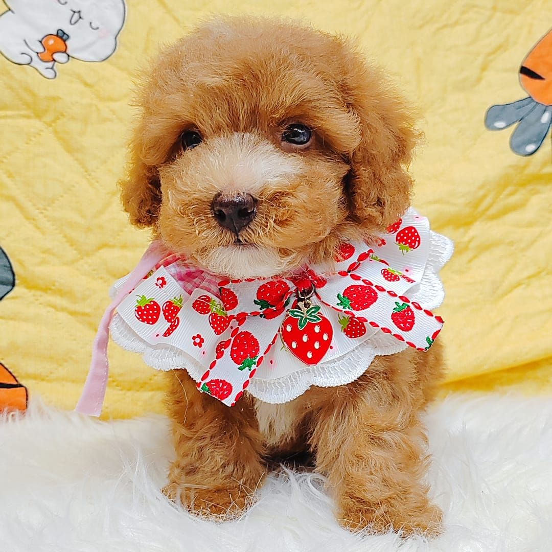 Maltipoo 马尔泰迪