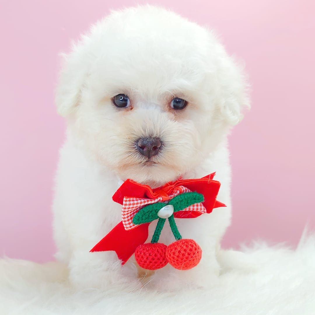Bichon Frise 比熊
