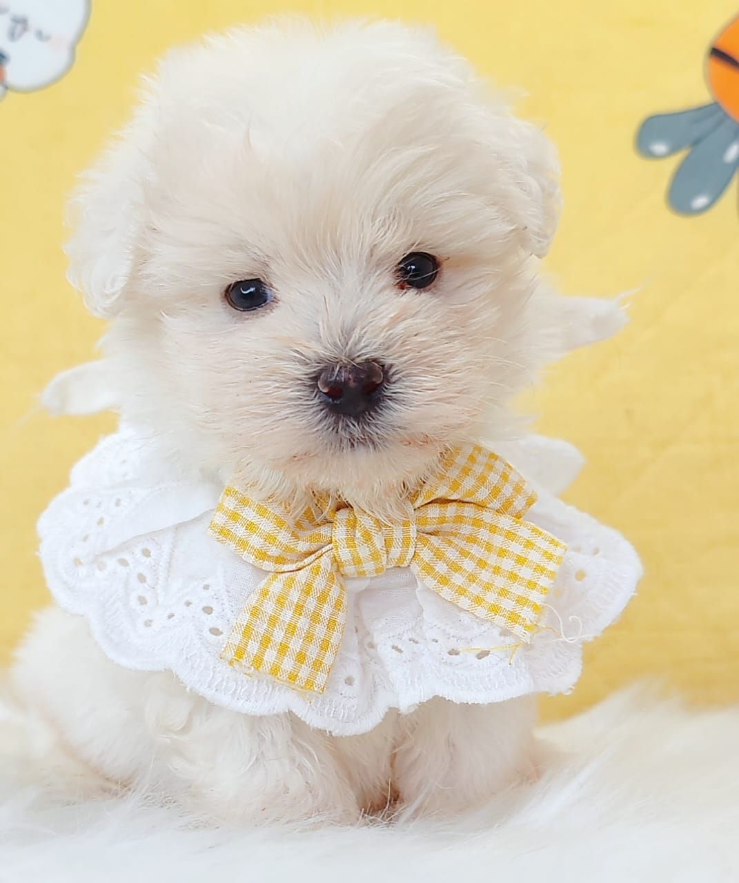 Maltipoo 马尔泰迪