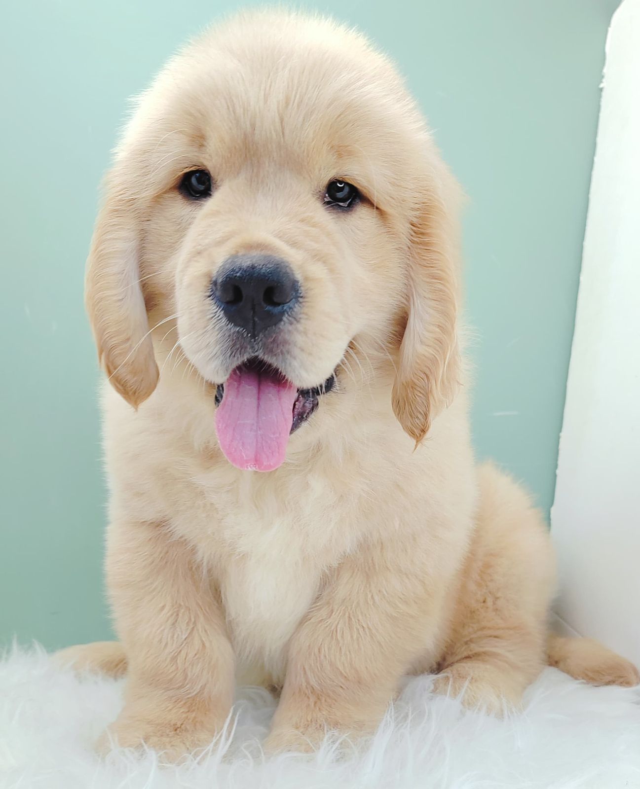 Golden Retriever 黄金猎犬